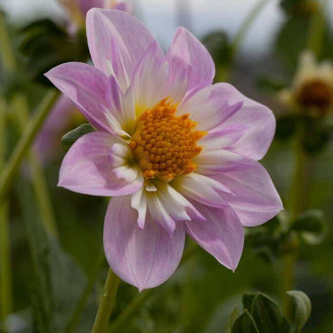 Dahlia Anemone Teesbrooke Audrey 1-pakkaus