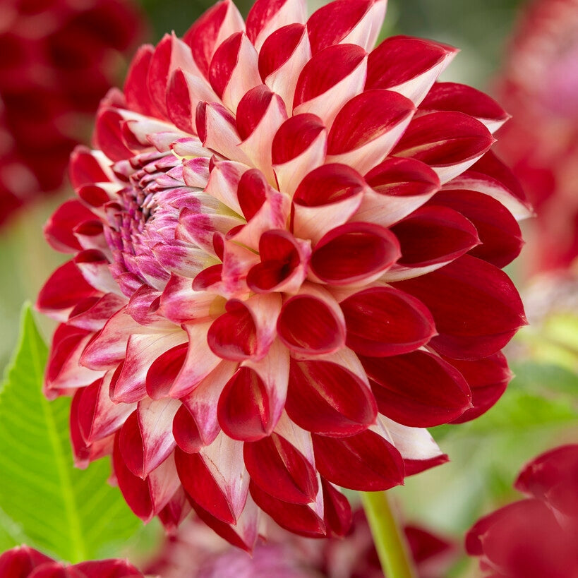 Dahlia Pompon Jowey Joshua 1-pakkaus