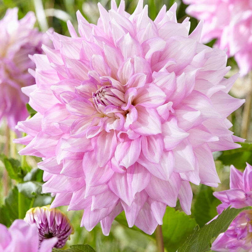 Dahlia Dekoratiivinen Almand&