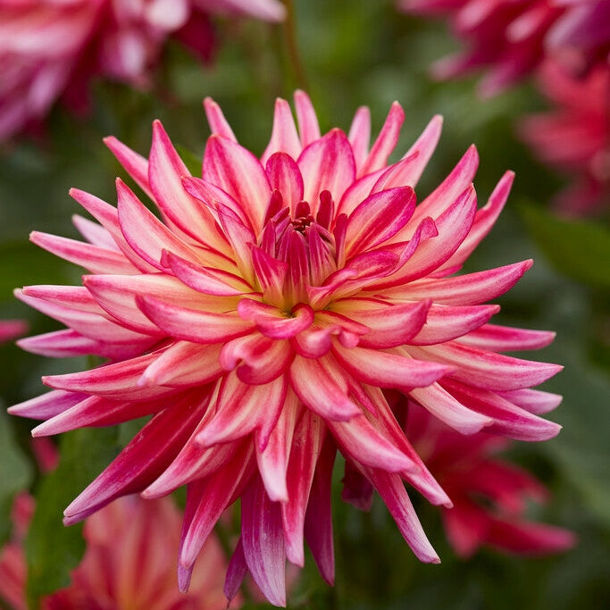 Dahlia Dekoratiivinen Pinkie Swear 1-pakkaus