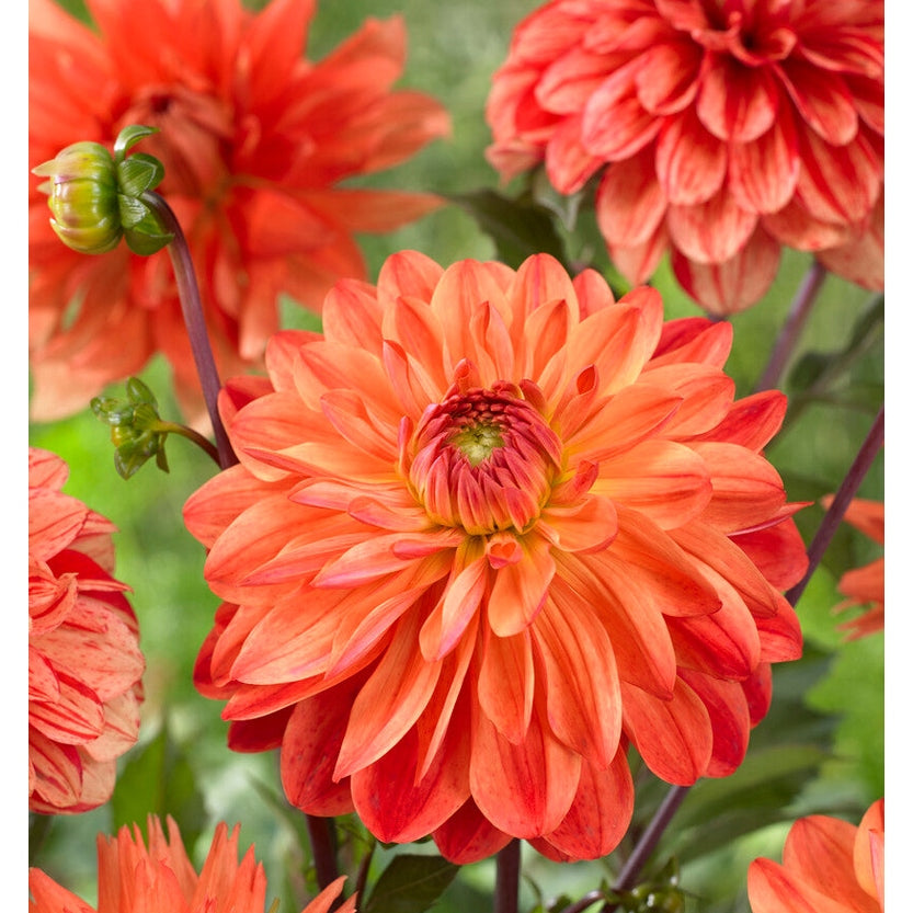 Dahlia Kees Verkade Koristeellinen 1-pakkaus UUTUUS