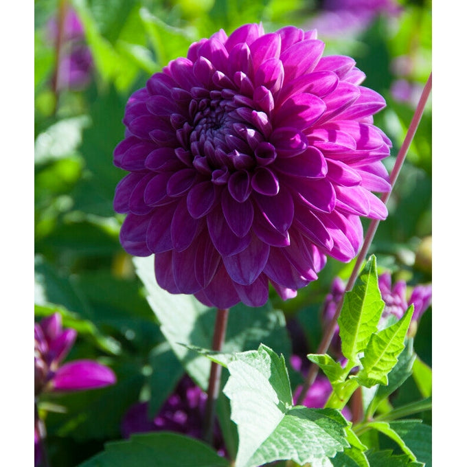 Dahlia Cartouche Koriste 1-pakkaus UUTUUS
