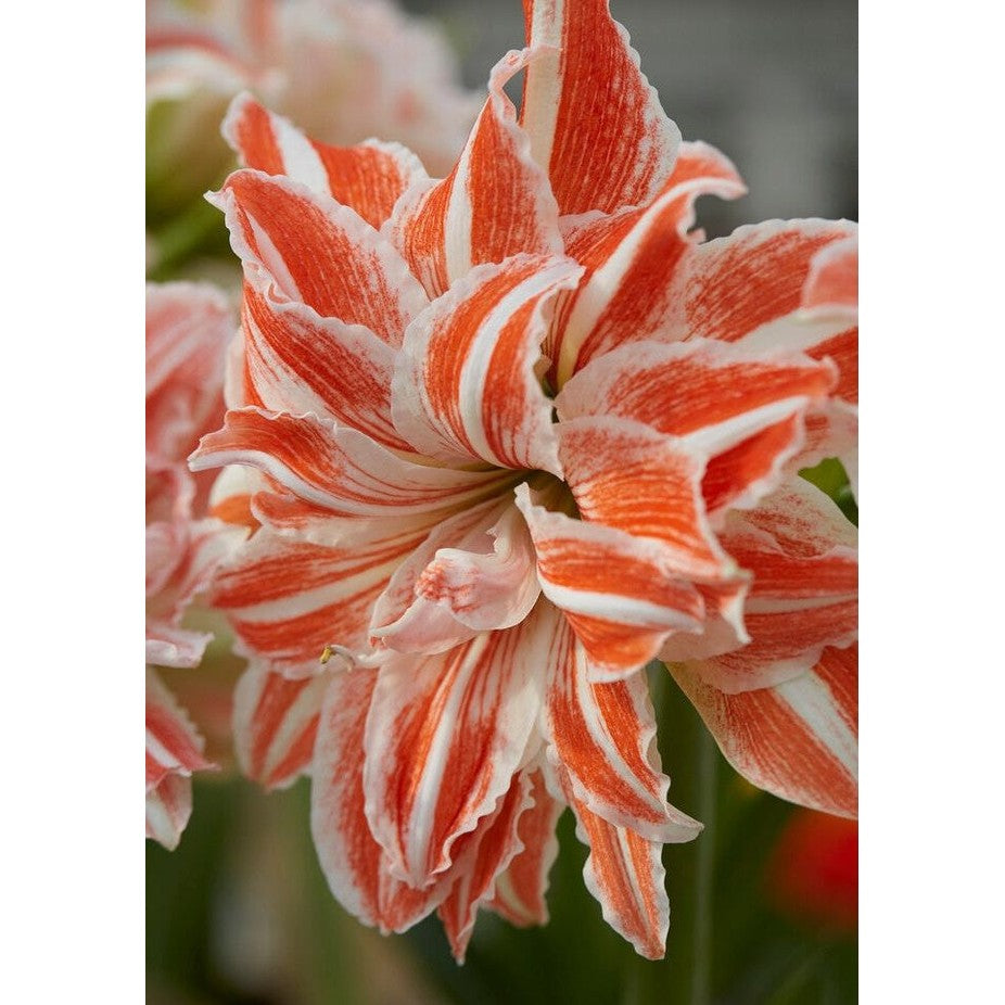 Amaryllis-Hippeastrum &