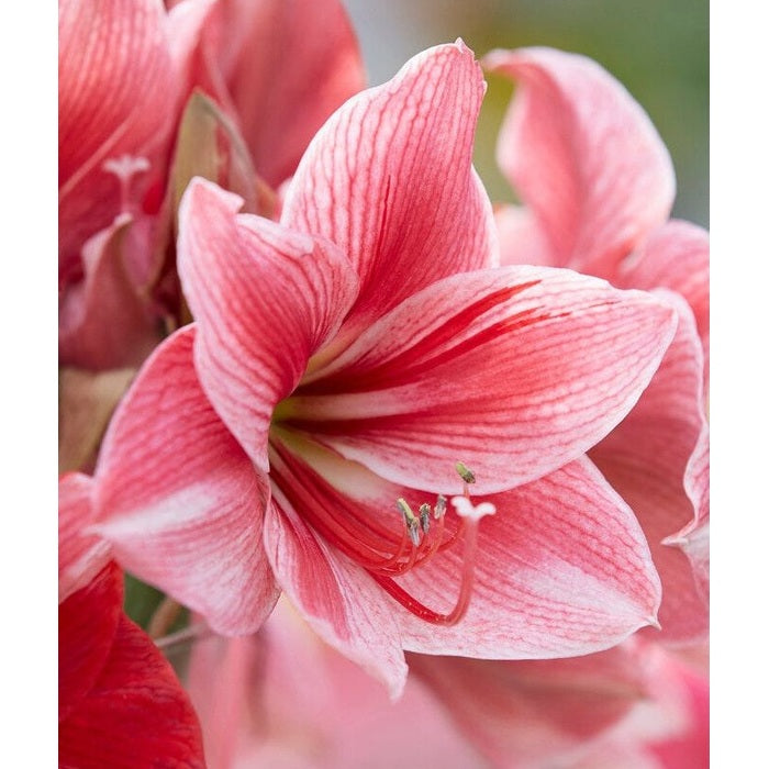 Amaryllis-Hippeastrum &