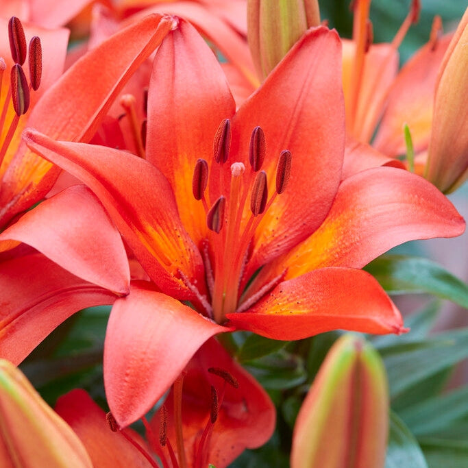 Asiatlilja-Lilium Matrix 2-pakkaus