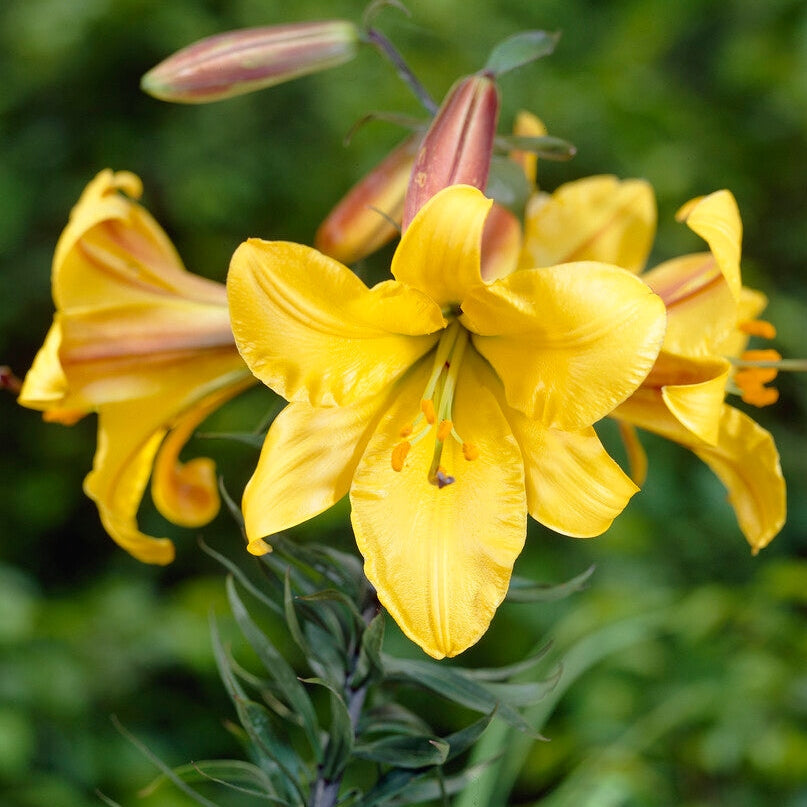 Trumpettiliilia-Lilium Golden Splendor 2-pakkaus