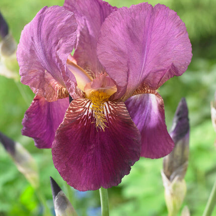 Tyskiris-Iris Germanica Senlac 1-pack