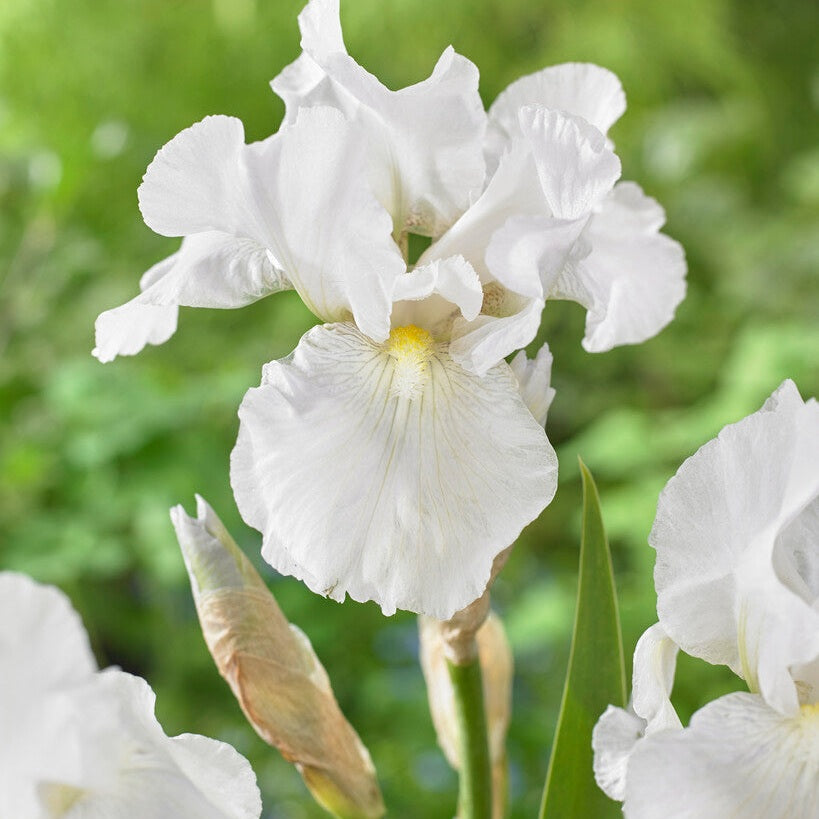 Tyskiris-Iris Germanica Immortality 1-pakkaus