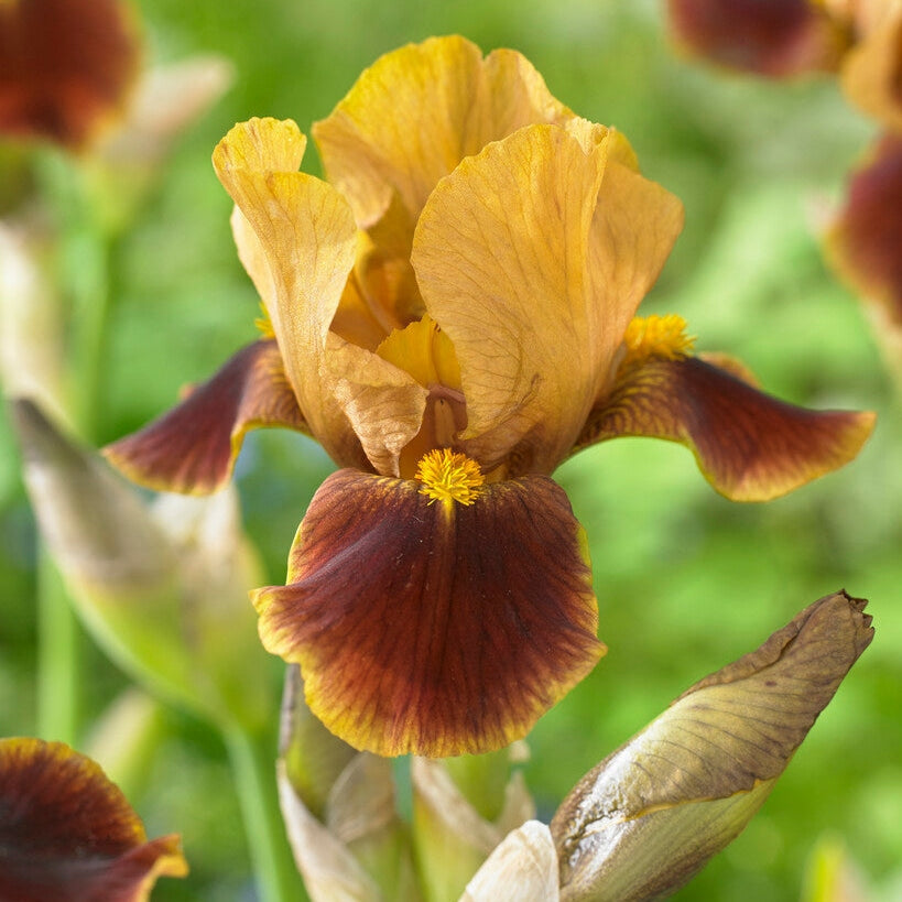 Tyskiris-Iris Germanica Hissy Fit 1-pakkaus