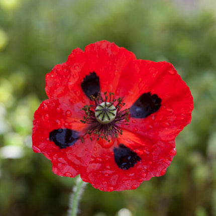 Vallmo-Papaver 'Ladybird' 1-pack