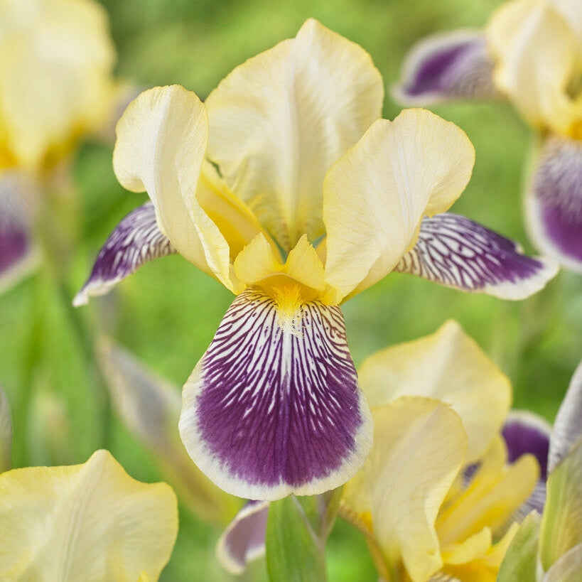 Tyskiris-Iris Germanica Nibelungen 1-pakkaus