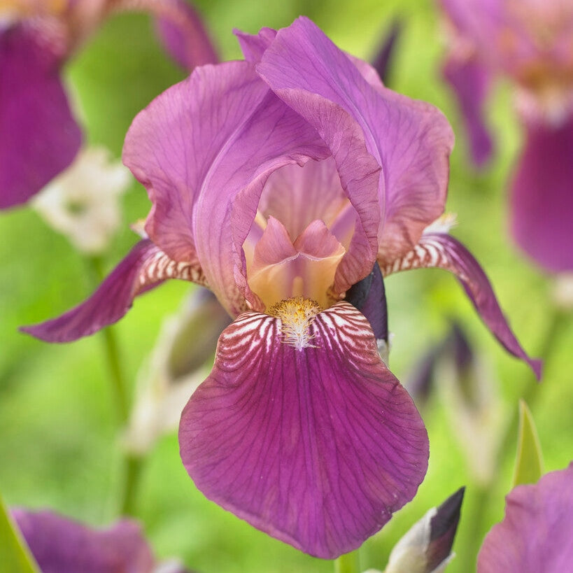 Tyskiris-Iris Germanica Imperator 1-pakkaus