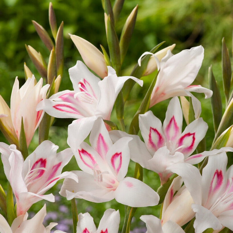 Gladiolus Nanus Nymph 10-pakkaus