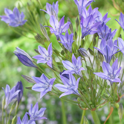 Bukettlilja-Triteleia laxa 'Queen Fabiola' 20-pack