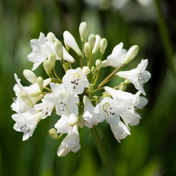 Afrikan sininen lilja - Agapanthus White 1-pakkaus