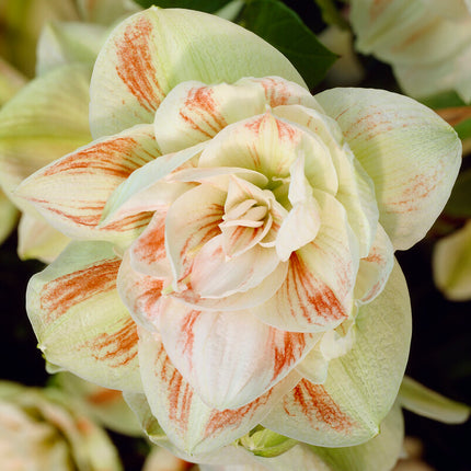 Amaryllis-Hippeastrum 'Nymph' 1-pack