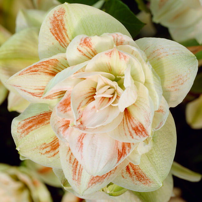 Amaryllis-Hippeastrum 'Nymph' 1-pack