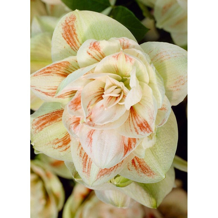 Amaryllis-Hippeastrum &