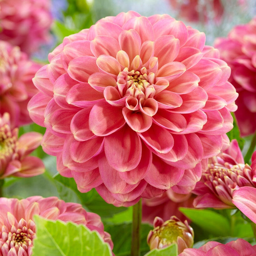 Dahlia Milena Fleur Koriste 1-pakkaus UUTUUS