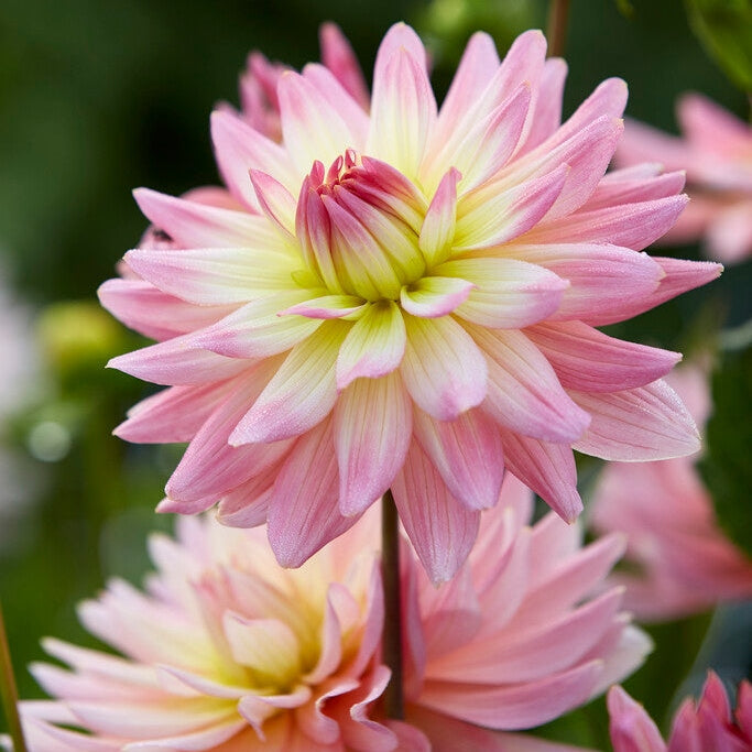 Dahlia Border Melody Gipsy 1-pakkaus