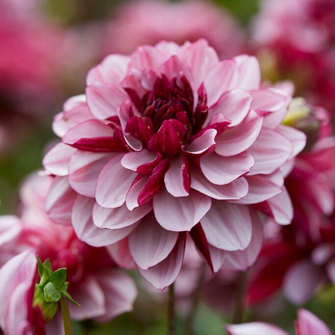 Dahlia Dekoratiivinen Creme de Cassis