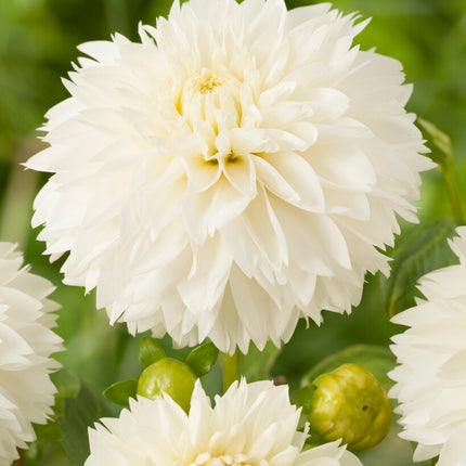 Dahlia Fubuki Myama 1-pack