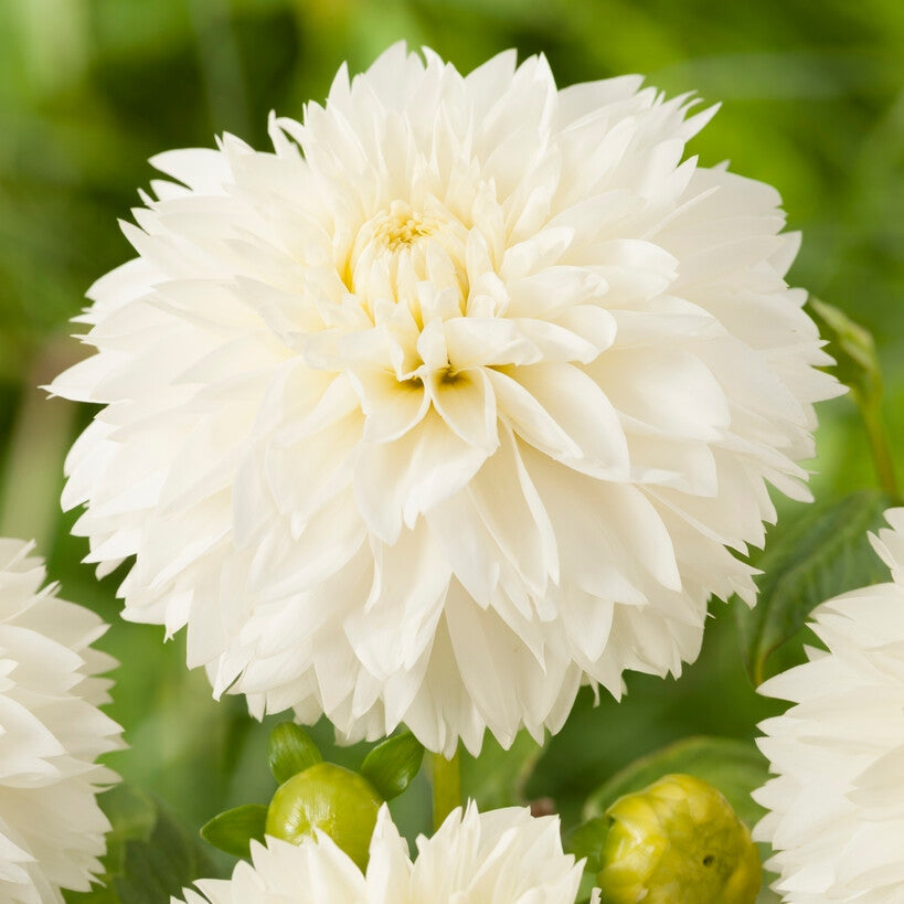 Dahlia Fubuki Myama 1-pakkaus