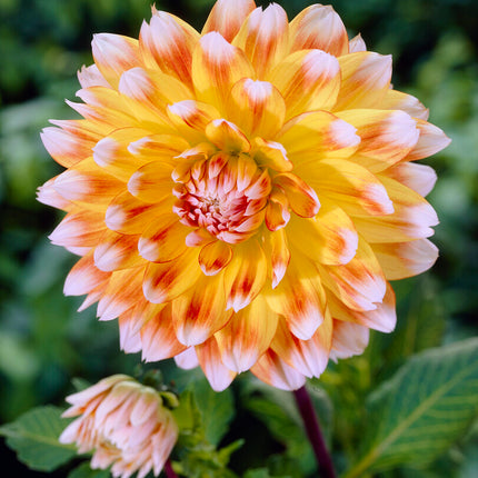 Dahlia Deorativ Peaches and Cream 1-pack