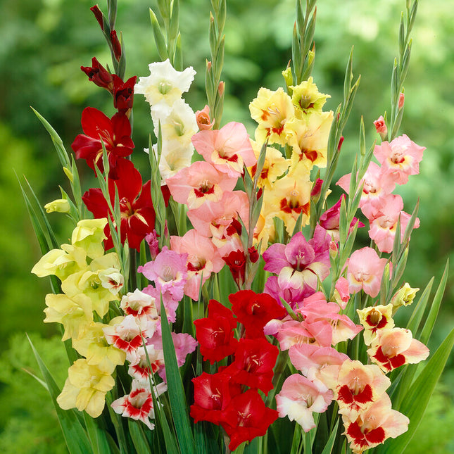 Gladiolus Butterfly 10-pack