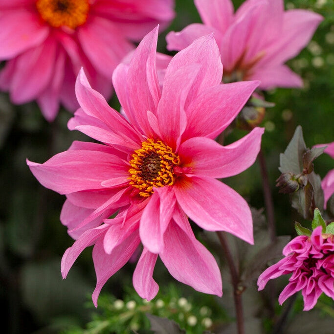 Dahlia Border Fascination 1-paketti