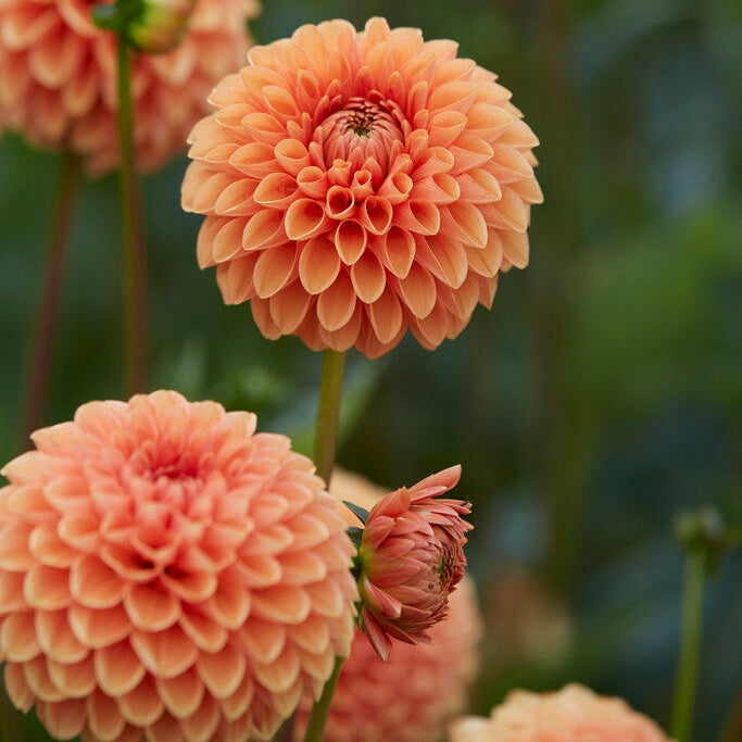 Dahlia Boll Jowey Linda 1-pakkaus