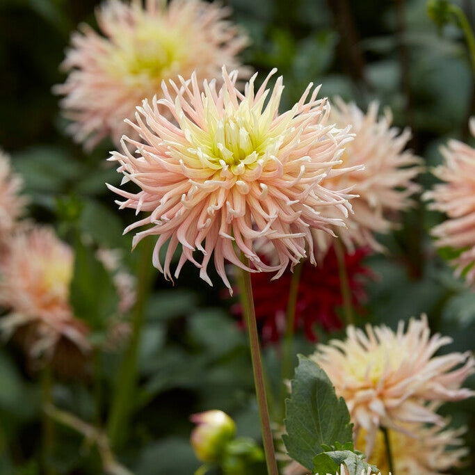 Dahlia Kaktus Alfred Grille 1-pakkaus