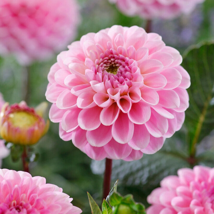 Dahlia Pompon Wizard of Oz 1-paketti