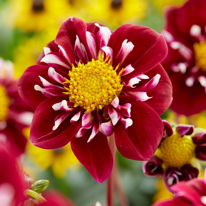 Dahlia Special Fantastico 1-pakkaus