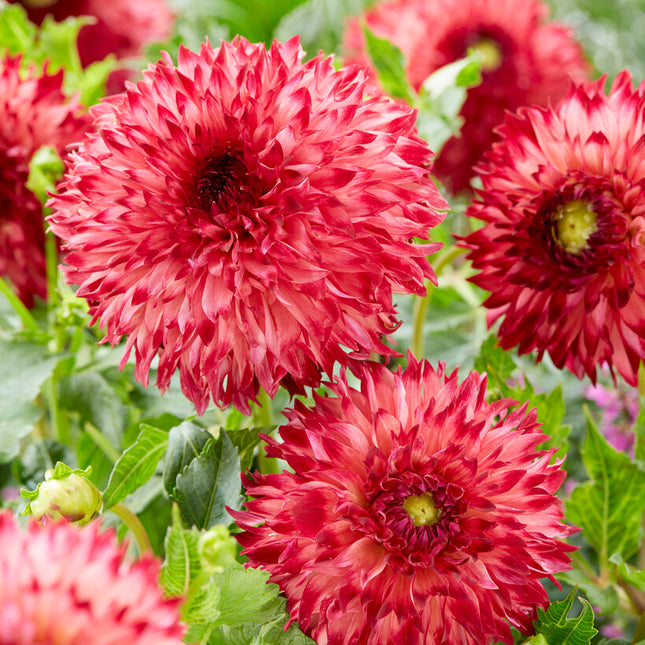 Dahlia Cactus Aiyana 1-pack - NYHET