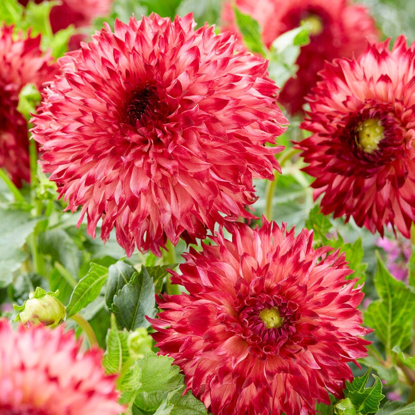 Dahlia Kaktus Aiyana 1-pakkaus