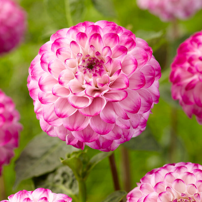 Dahlia Boll Genova 1-pack NYHET