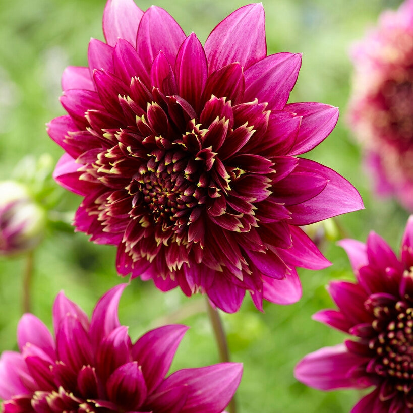 Dahlia Special Mambo 1-paketti