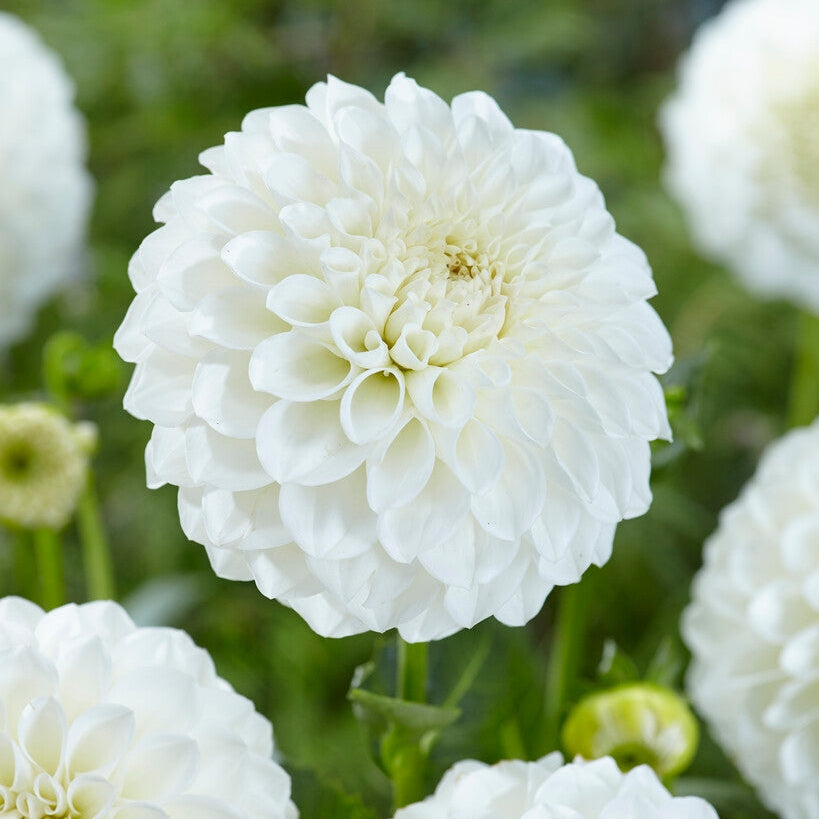 Dahlia Boom Boom White Ball 1-pakkaus
