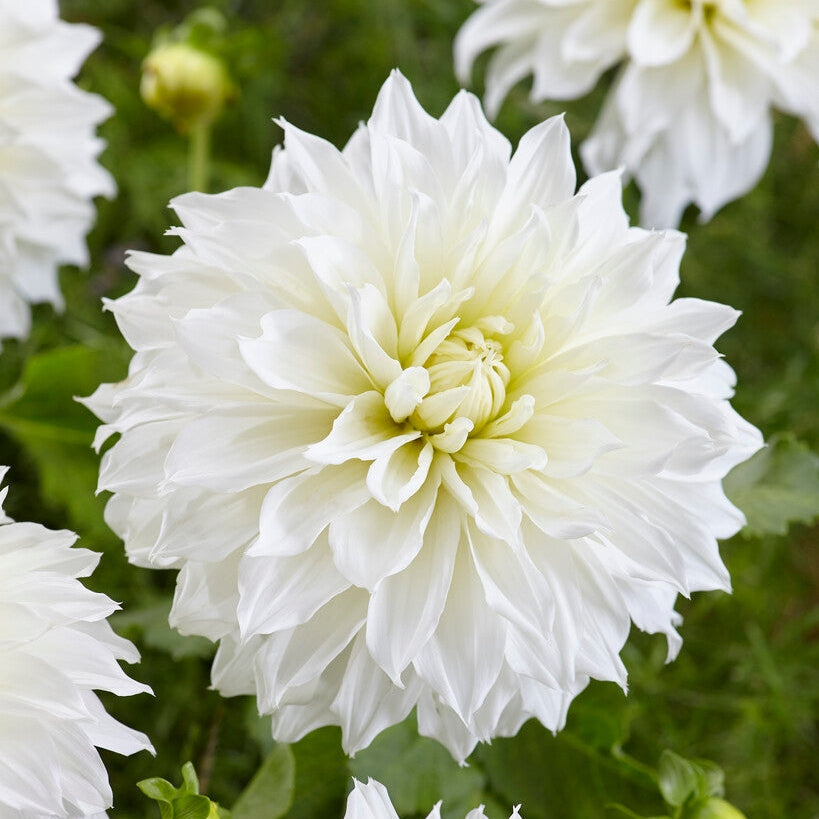 Dahlia Dekoratiivinen Kukka 1-pakkaus