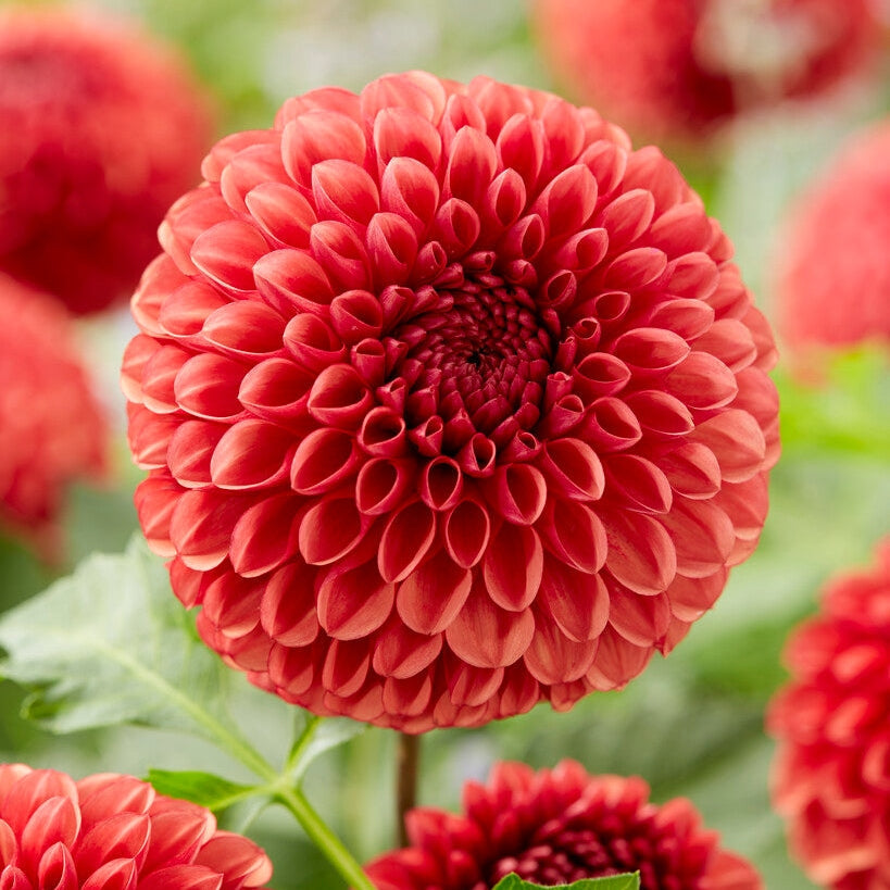 Dahlia Boll Kupari Poika 1-pakkaus