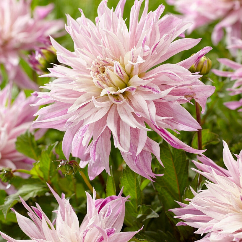 Dahlia Kaktus Labyrintti Kaksivärinen 1-pakkaus