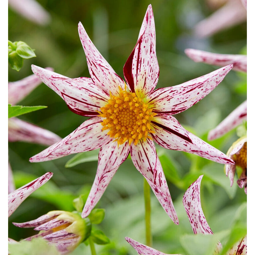 Dahlia Special Destiny&
