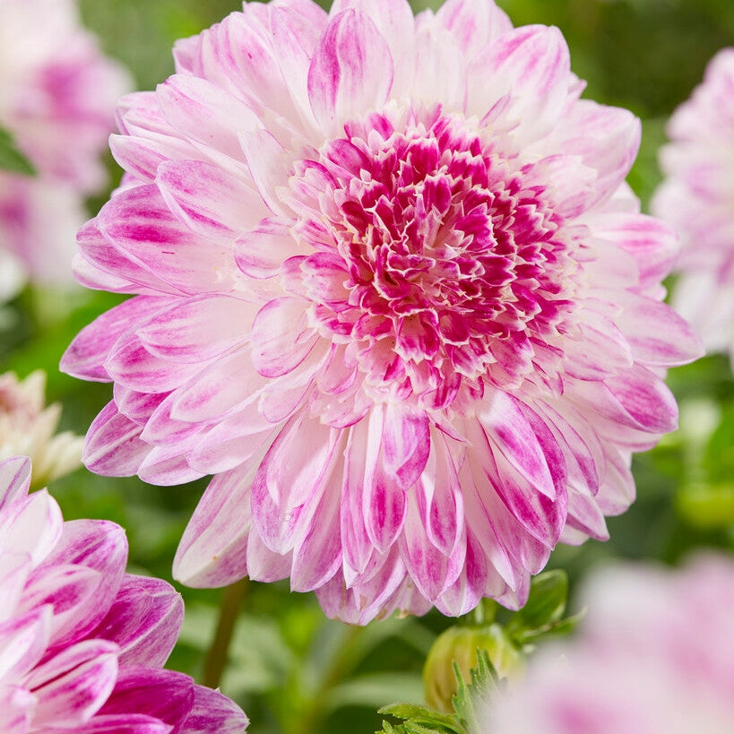 Dahlia Special Que Sera 1-pack Uutuus