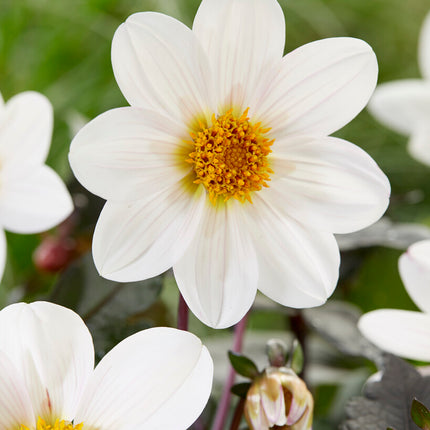 Dahlia Border Dahlegria White 1-pack