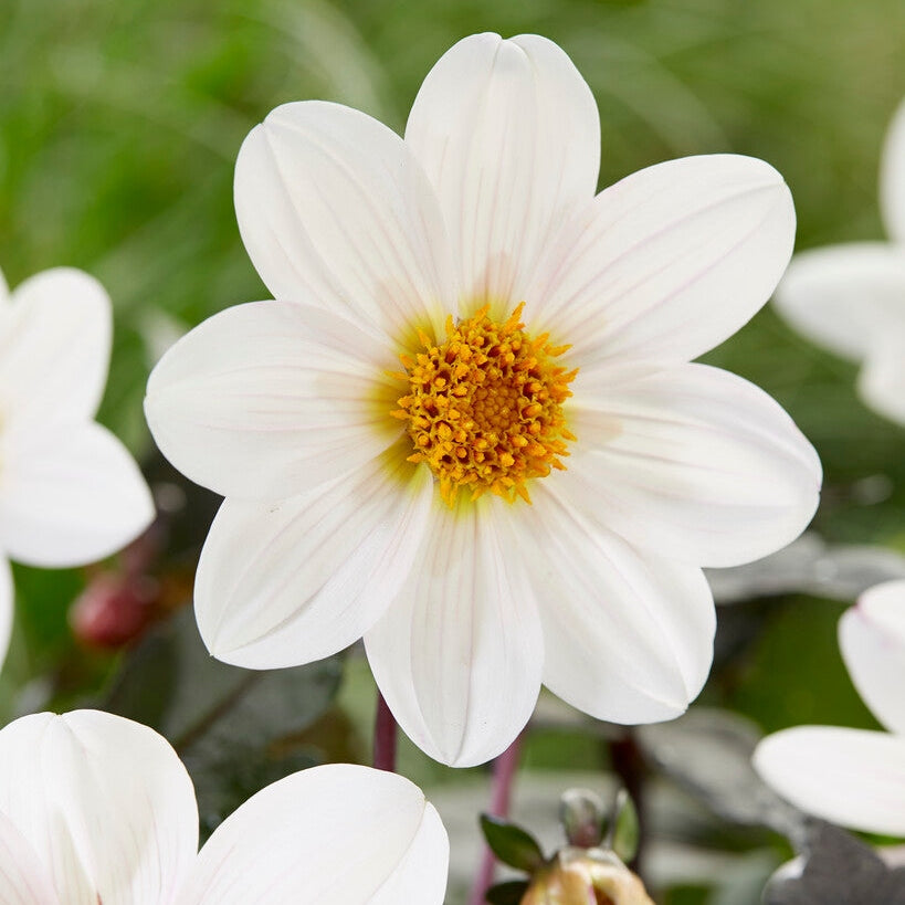 Dahlia Border Dahlegria Valkoinen 1-pakkaus