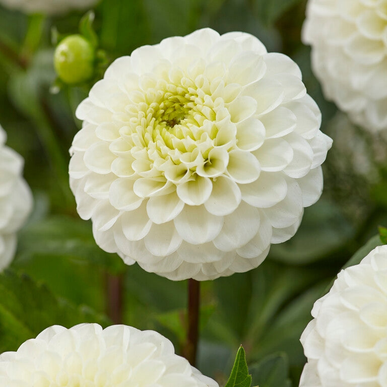 Dahlia Boll Kona 1-pack UUTUUS