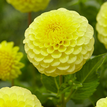 Dahlia Boll Golden Torch 1-pack