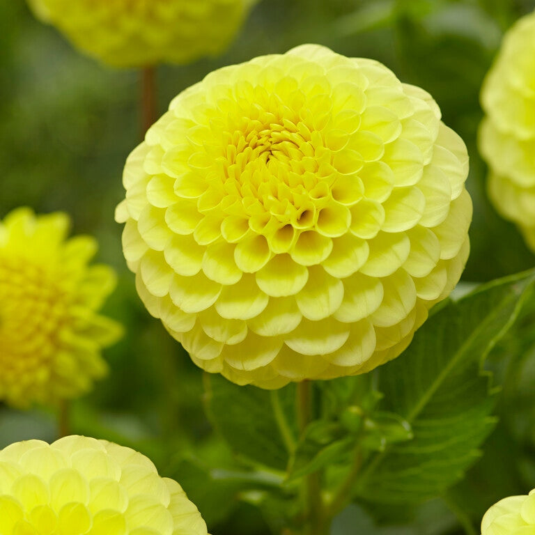Dahlia Boll Golden Torch 1-pakkaus