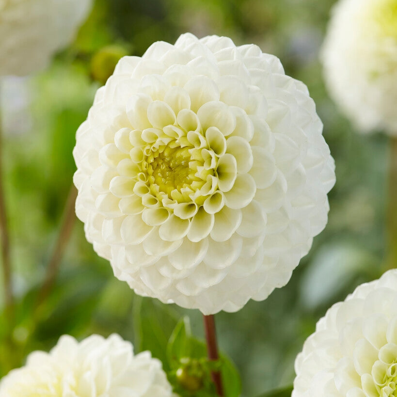 Dahlia Caro Ball 1-pakkaus